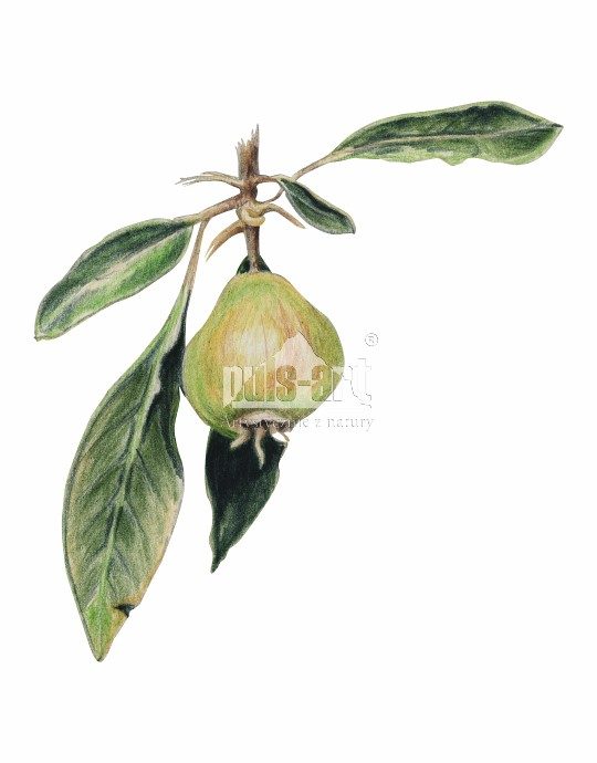 Grusza wieżbolistna (Pyrus salicifolia)