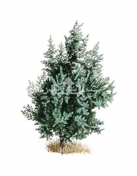 Jałowiec pospoilty (Juniperus communis)