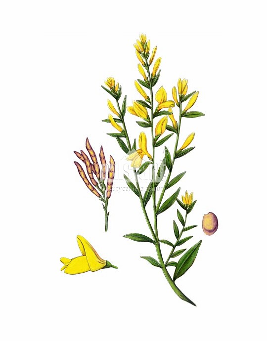 Janowiec barwierski (Genista tinctoria)