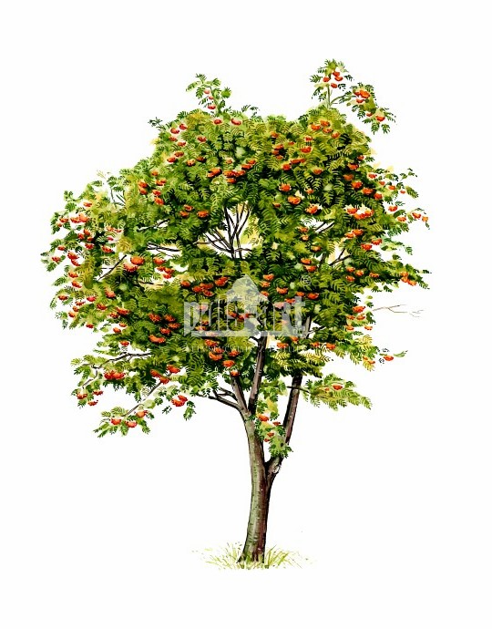 Jarząb pospolity (Sorbus aucuparia)