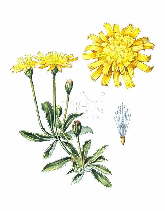 Jastrzębiec kosmaczek (Hieracium pilosella)