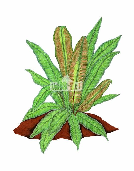 Języcznik zwyczajny (Phyllitis scolopendrium)