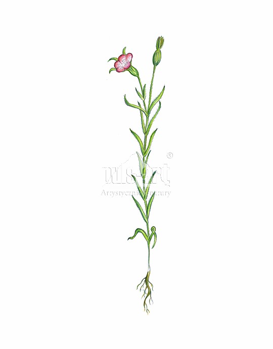 Kąkol polny (Agrostemma githago)