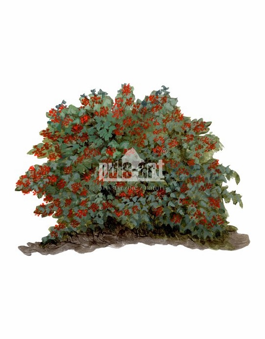 Kalina koralowa (Viburnum opulus)