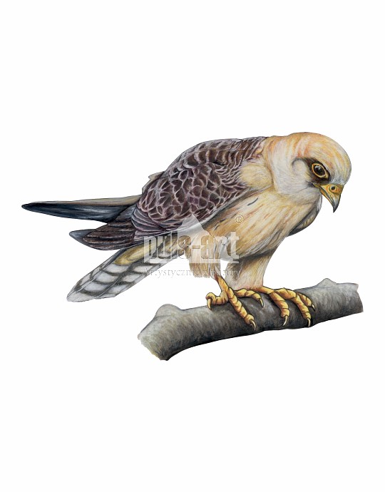 Kobczyk zwyczajny (Falco vespertinus)