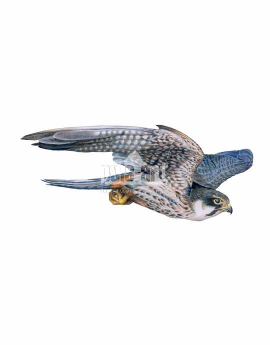 Kobuz (Falco subbuteo)