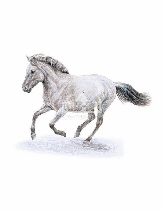 Konik polski (Equus ferus caballus)