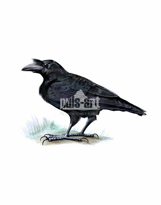 Kruk zwyczajny (Corvus corax)