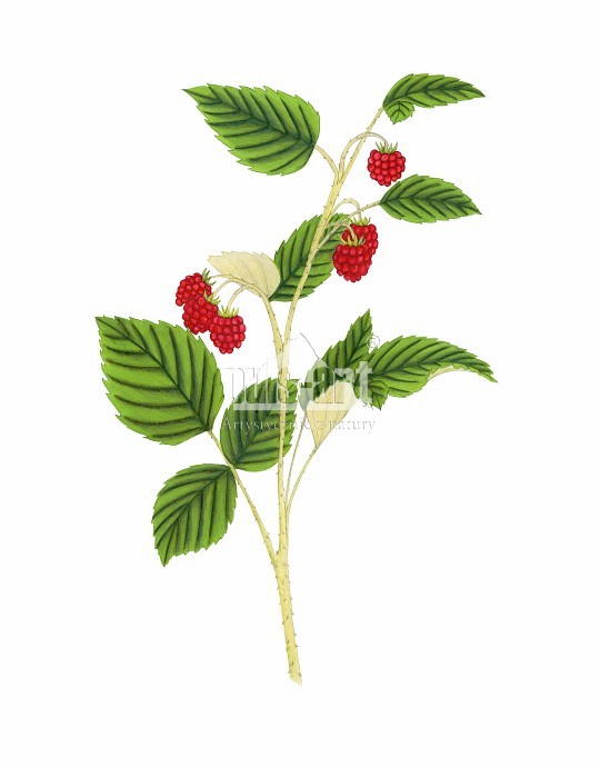 Malina właściwa (Rubus idaeus)