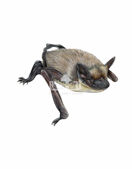 Mroczek pozłocisty (Eptesicus nilssonii)