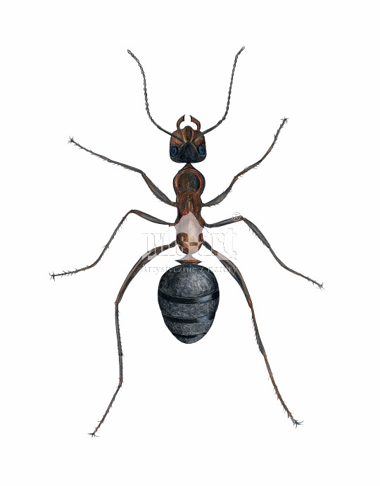 Mrówka rudnica (Formica rufa)