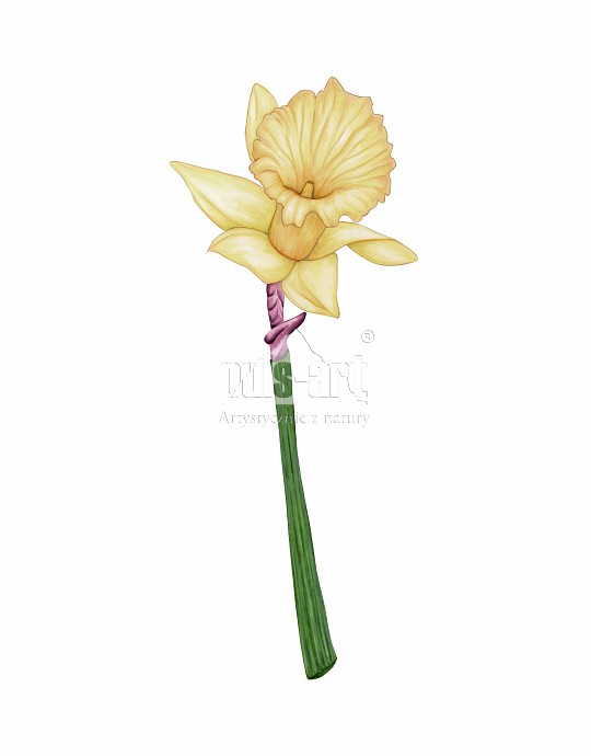 Narcyz żonkil (Narcissus jonquilla)