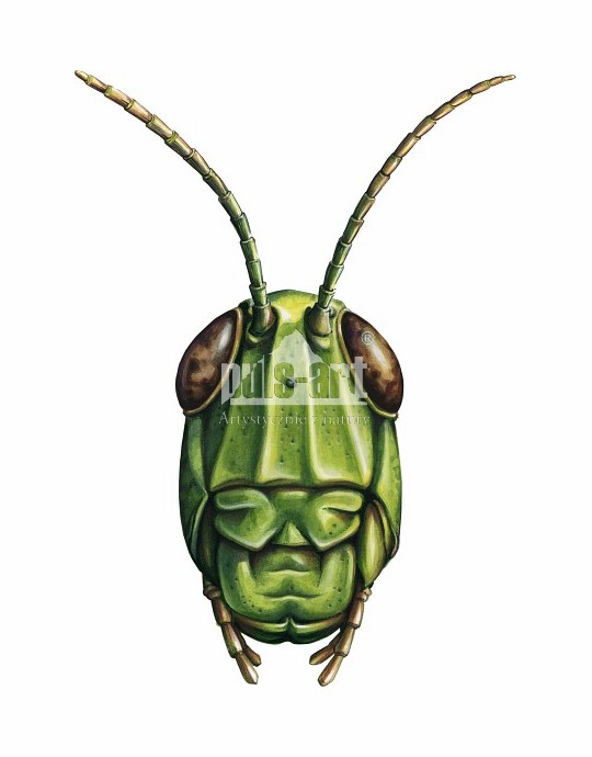 Pasikonik zielony (Tettigonia viridissima)