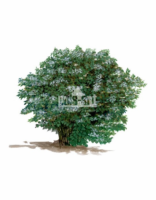 Pęcherznica kalinolistna (Physocarpus opulifolius)