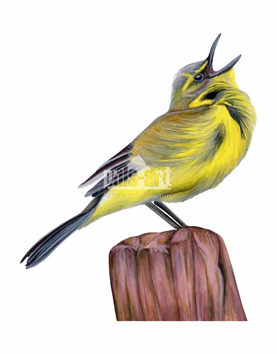Pliszka żółta (Motacilla flava)