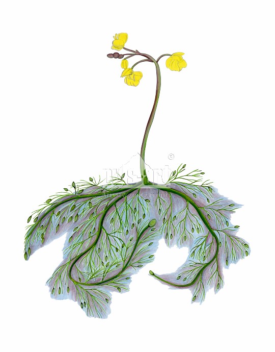 Pływacz zwyczajny (Utricularia vulgaris)