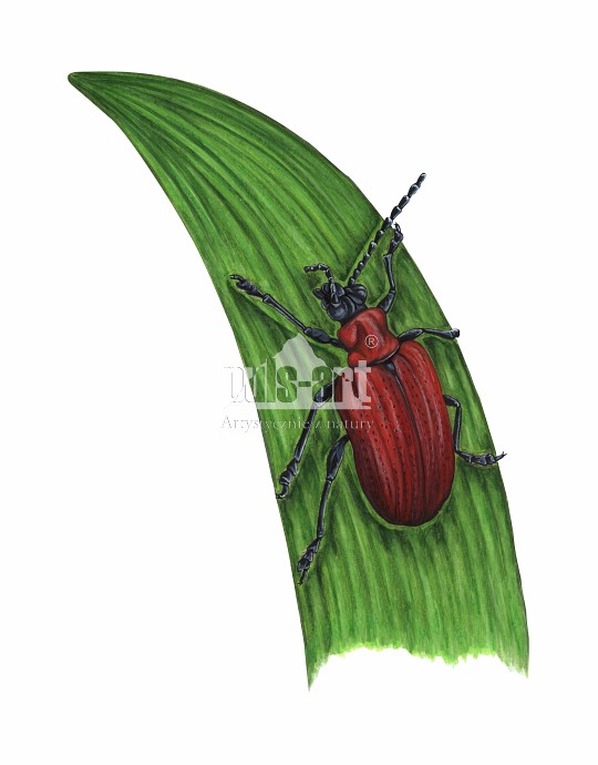 Poskrzypka liliowa (Lilioceris lilii)