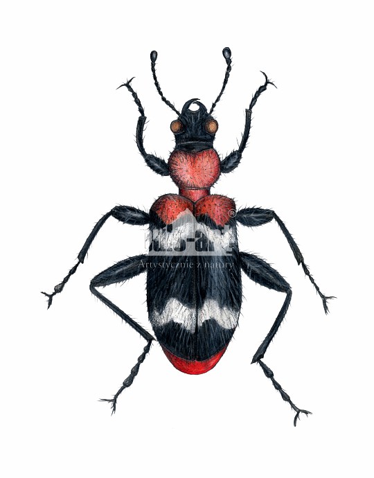 Przekrasek mróweczka (Thanasimus formicarius)