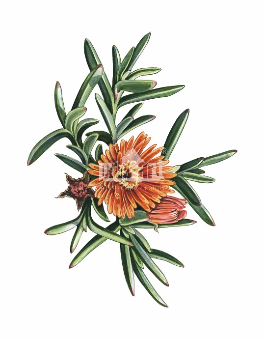 Przypołudnik (Mesembryanthemum)
