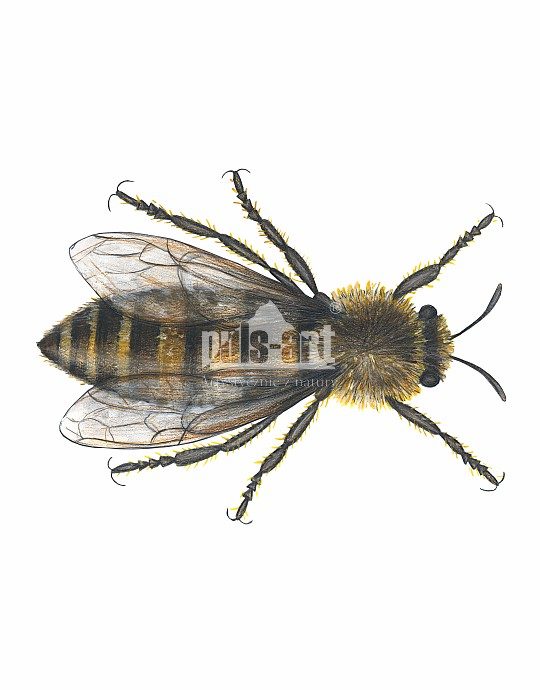 Pszczoła miodna (Apis mellifera) - królowa