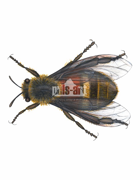 Pszczoła miodna (Apis mellifera) - robotnica