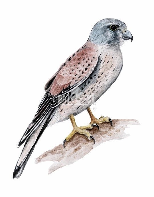Pustułka zwyczajna (Falco tinnunculus)