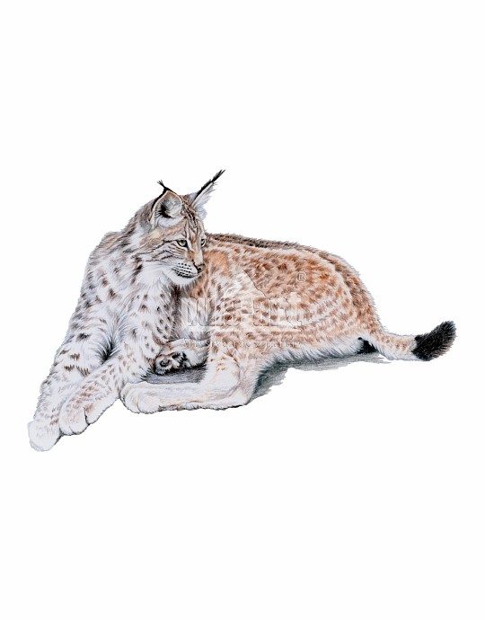 Ryś europejski (Lynx lynx)