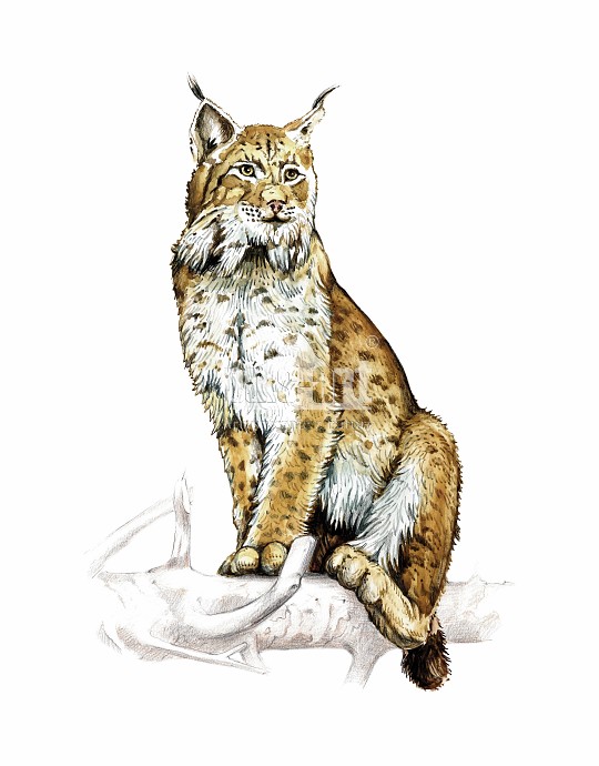 Ryś europejski (Lynx lynx)