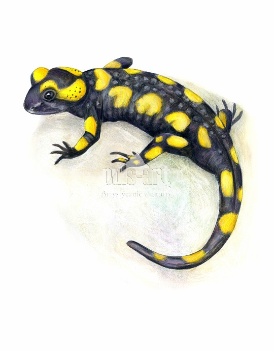 salamandra plamista (Salamandra salamandra)