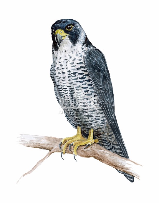Sokół wędrowny (Falco peregrinus)