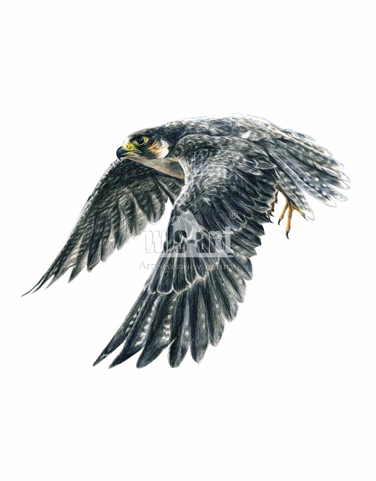 Sokół wędrowny (Falco peregrinus)
