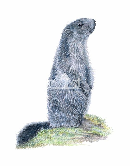 Świstak tatrzański (Marmota marmota latirostris)