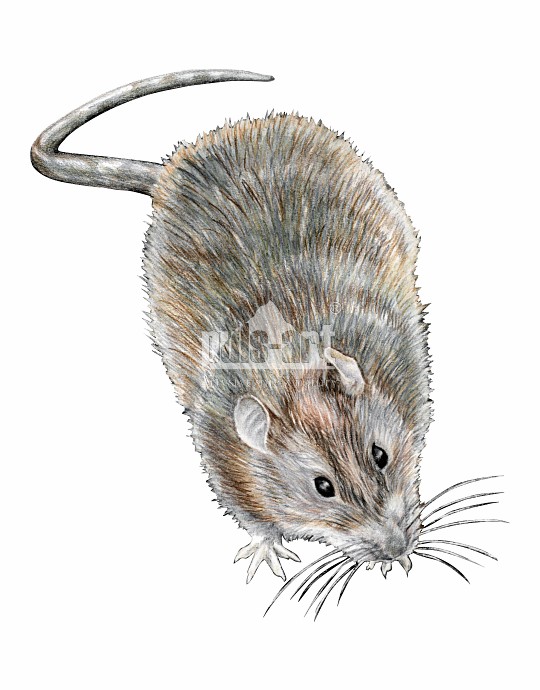 Szczur wędrowny (Rattus norvegicus)