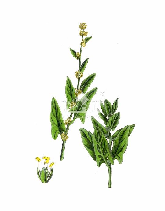 Szpinak warzywny (Spinacia oleracea)