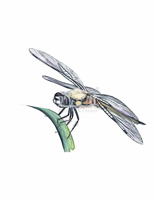 Ważka czteroplama (Libellula quadrimaculata)