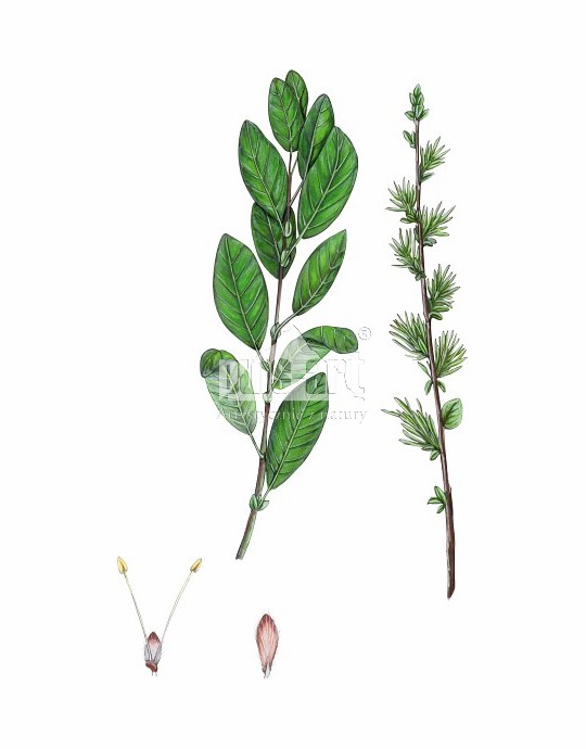 Wierzba szara (Salix cinerea)