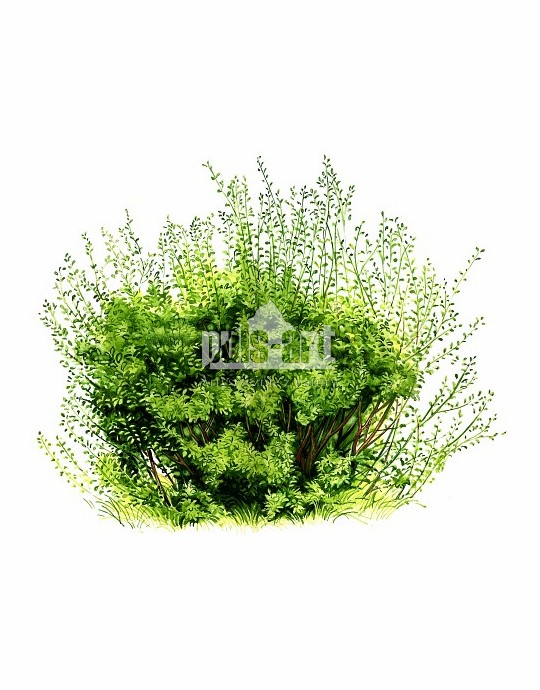 Wierzba uszata (Salix aurita)