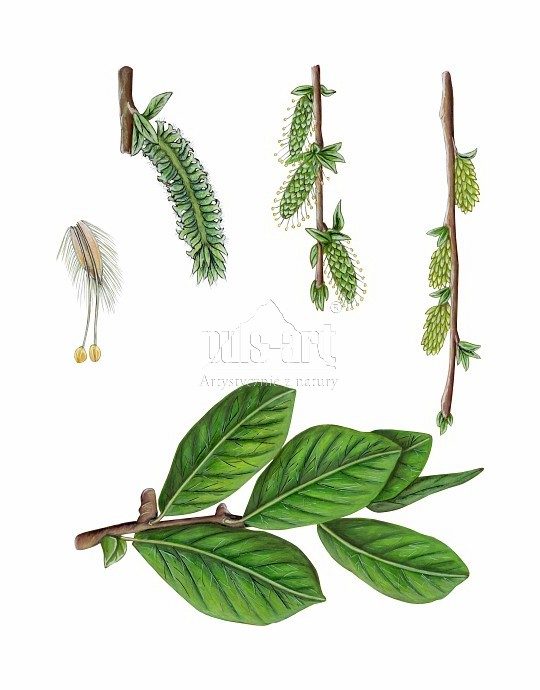 Wierzba uszata (Salix aurita)