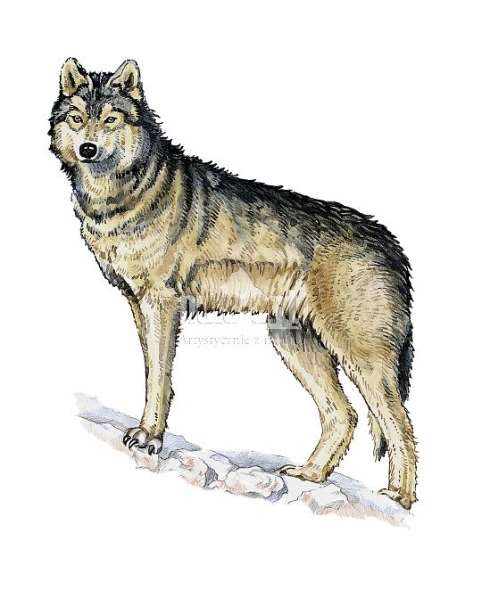 Wilk szary (Canis lupus)