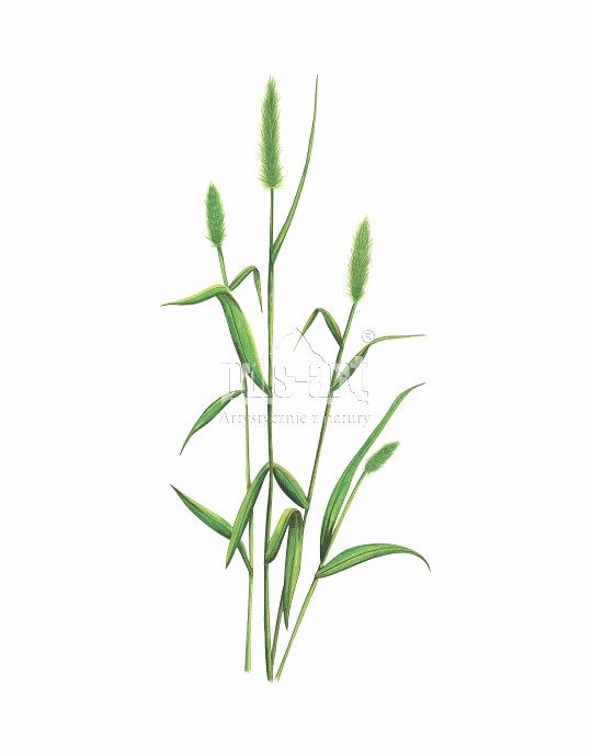 Włośnica zielona (Setaria viridis)