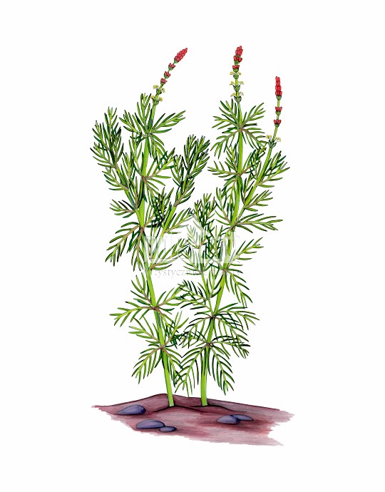 Wywłócznik kłosowy (Myriophyllum spicatum)