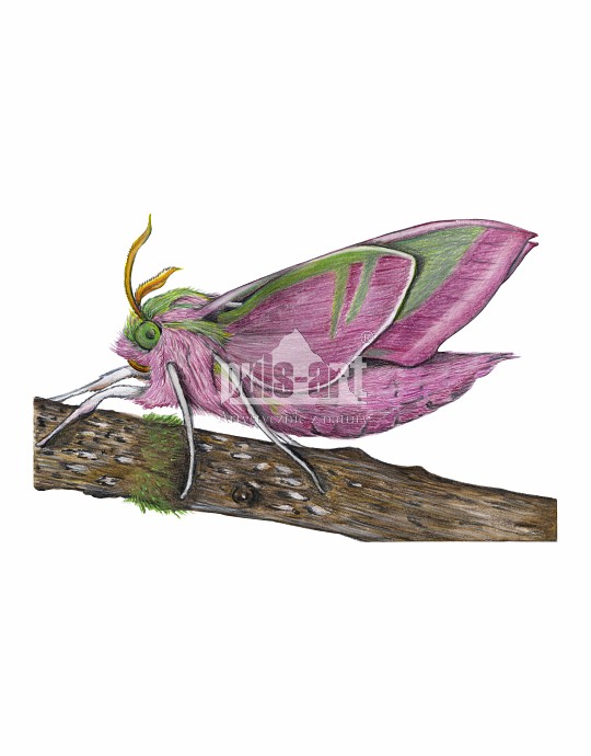 Zmrocznik gładysz (Deilephila elpenor)