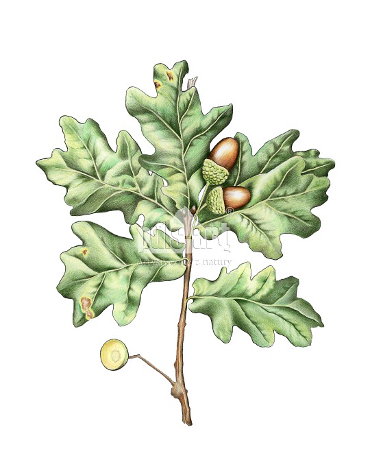 Dab Rysunek Dąb szypułkowy (Quercus robur) – liść – Puls-Art artystycznie z natury