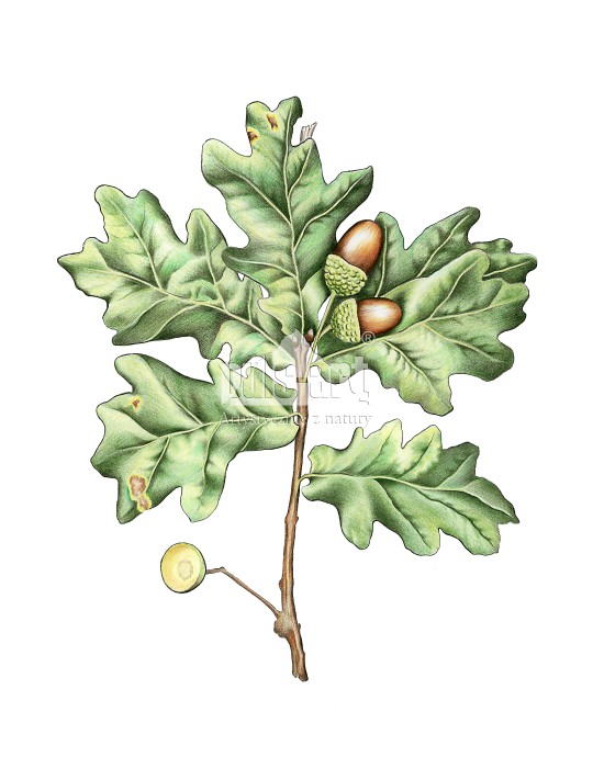 Dąb szypułkowy (Quercus robur) - liść