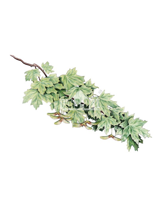 Klon zwyczajny (Acer platanoides)