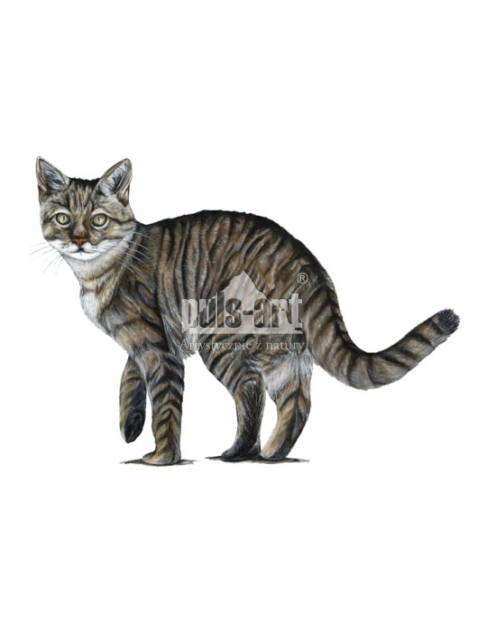 Kot domowy (Felis catus)
