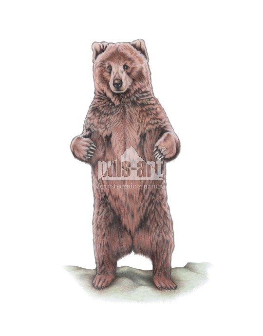 Niedźwiedź brunatny (Ursus arctos)