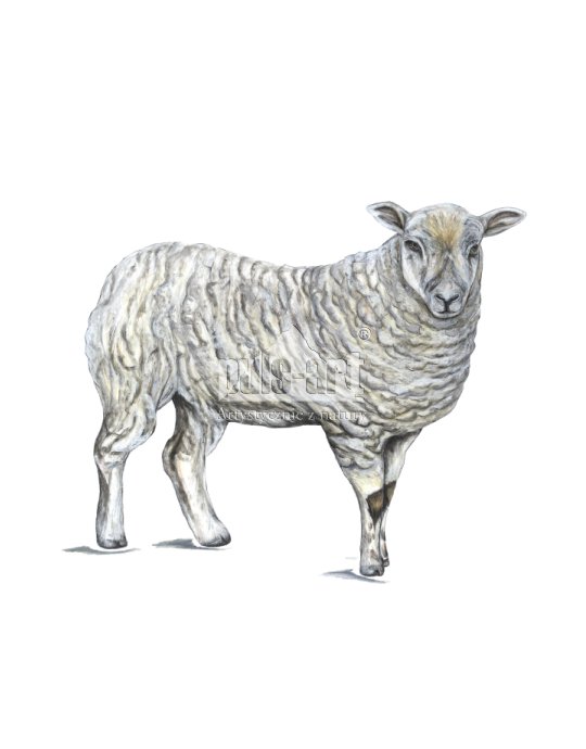 Owca domowa - maciorka