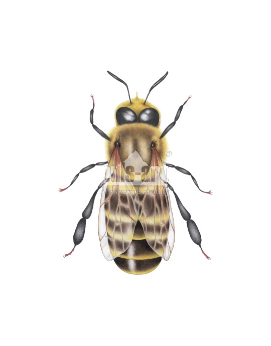 Pszczola miodna - truten (Apis mellifera)