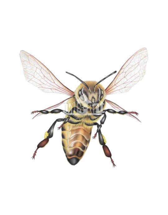 Pszczola w locie (Apis)